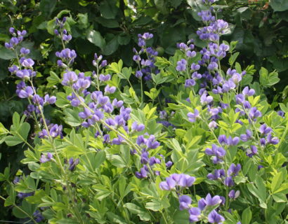 Baptisia australis (grote pot) - Valse lupine