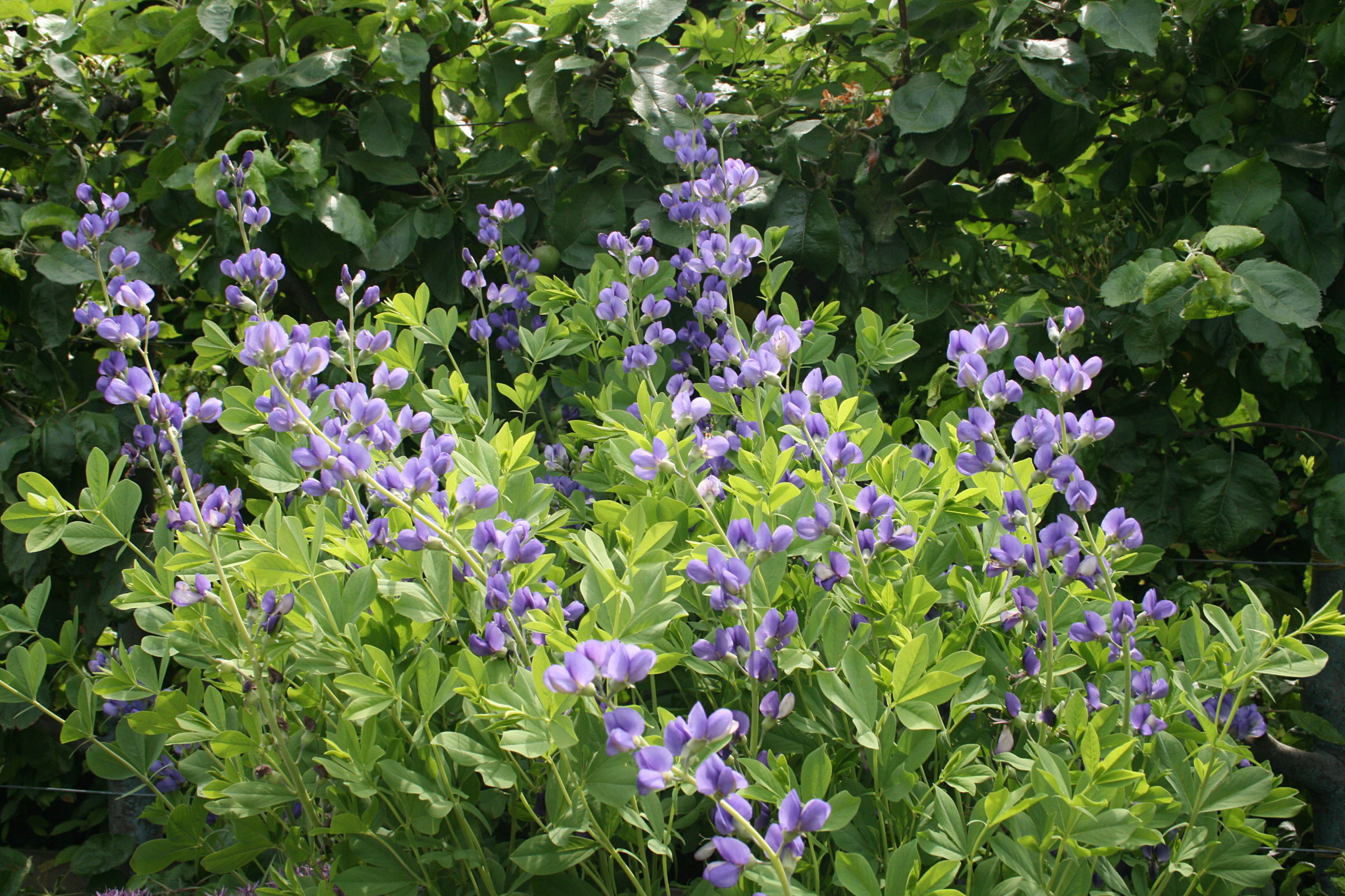 Baptisia australis (grote pot) - Valse lupine
