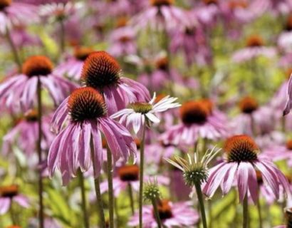 Echinacea pallida (grote pot) - Egelzonnehoed