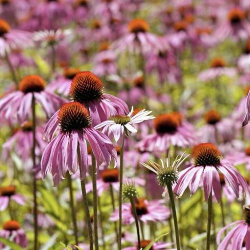 Echinacea pallida (grote pot) - Egelzonnehoed