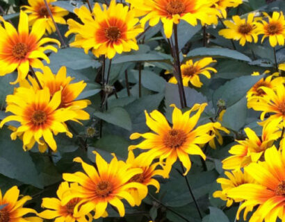 Heliopsis helianthoides ‘Burning Hearts’ (grote pot) - Zonneogen