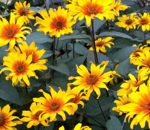 Heliopsis helianthoides ‘Burning Hearts’ (grote pot) - Zonneogen