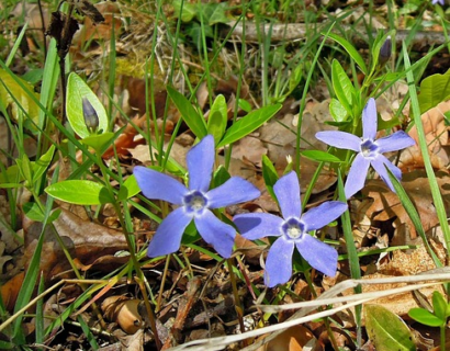 Amsonia ‘Blue Ice’ - Stermaagdenpalm, blauwe ster