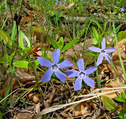 Amsonia ‘Blue Ice’ - Stermaagdenpalm, blauwe ster