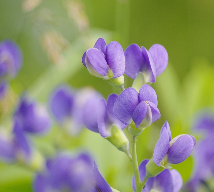 Baptisia australis - Valse lupine
