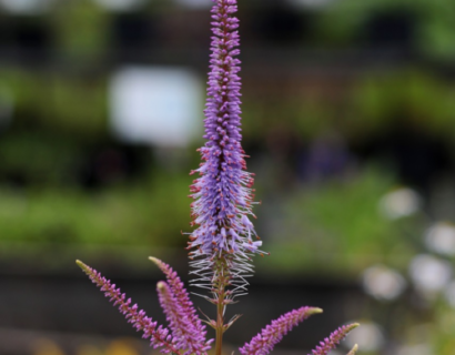 Veronicastrum virginicatum ‘Pink Glow’ - Virginische ereprijs