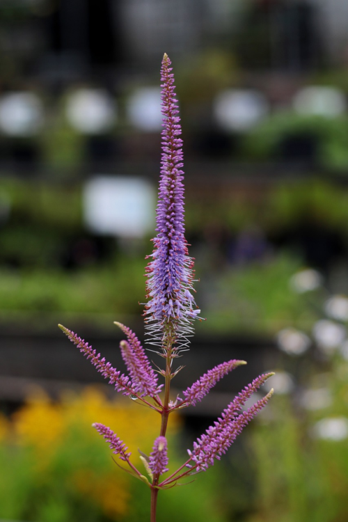 Veronicastrum virginicatum ‘Pink Glow’ - Virginische ereprijs