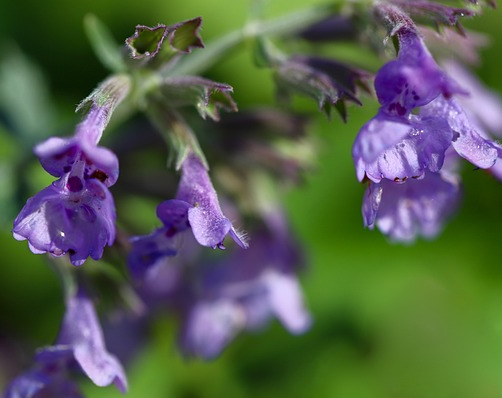 Nepeta faassenii ‘Walkers Low’ (grote pot) - Kattekruid