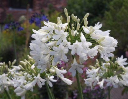 Agapanthus ‘Arctic Star’ (grote pot) - Afrikaanse lelie, tuberoos