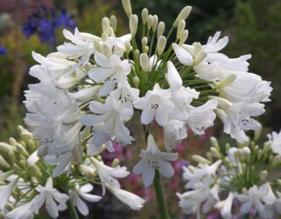Agapanthus ‘Arctic Star’ (grote pot) - Afrikaanse lelie, tuberoos