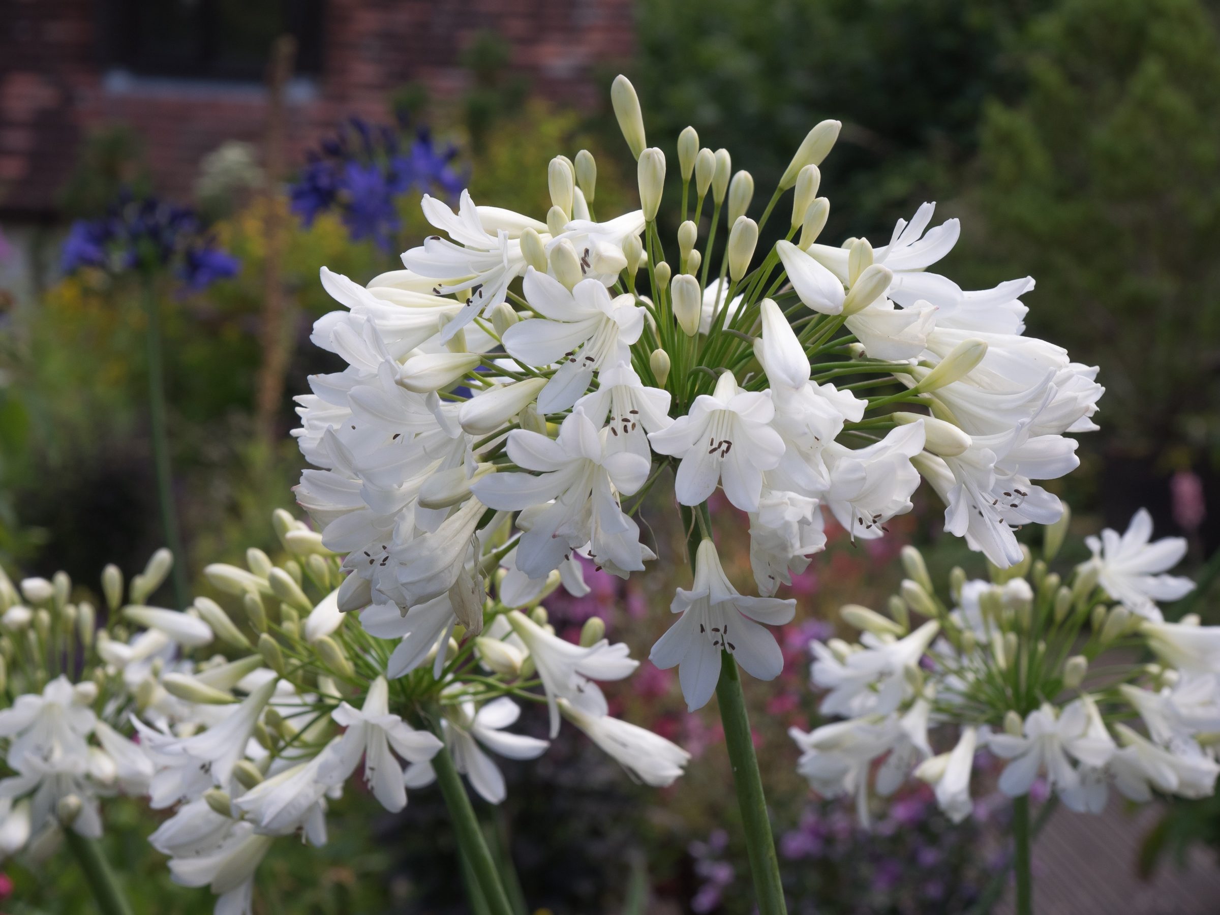 Agapanthus ‘Arctic Star’ (grote pot) - Afrikaanse lelie, tuberoos