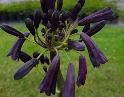 Agapanthus ‘Black Magic’ (grote pot) - Afrikaanse lelie, tuberoos