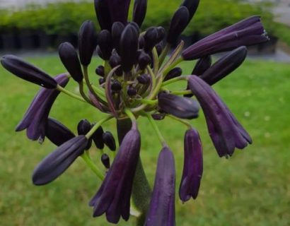 Agapanthus ‘Black Magic’