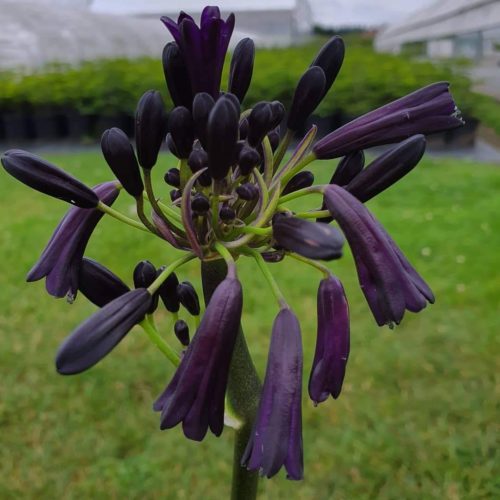 Agapanthus ‘Black Magic’ - Afrikaanse lelie, tuberoos