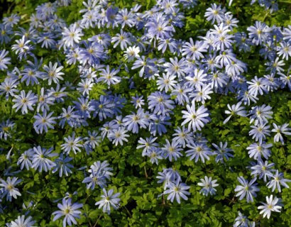 Anemone blanda ‘Blue Shades’ - Anemoon