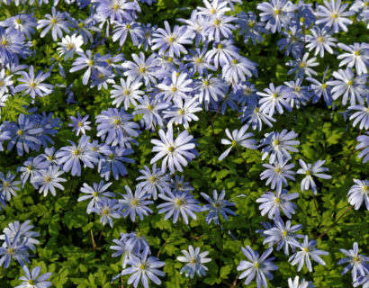 Anemone blanda ‘Blue Shades’ - Anemoon