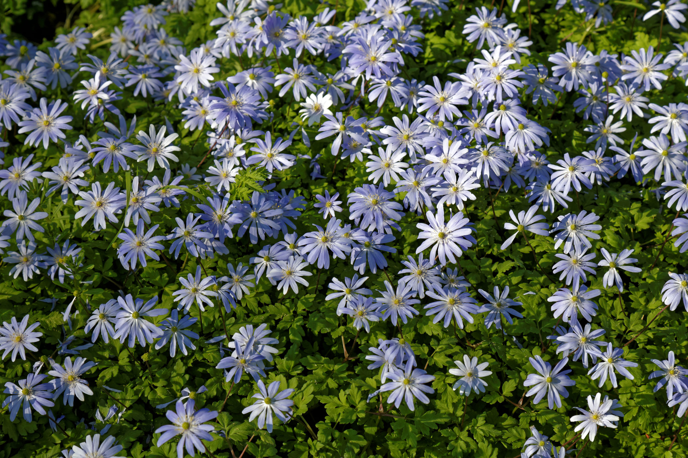 Anemone blanda ‘Blue Shades’ - Anemoon