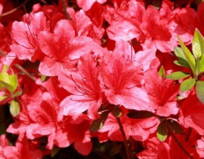 Azalea japonica 'Thierry' pot 2 liter