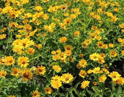 Heliopsis helianthoides var. scabra - Zonneogen