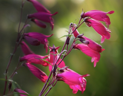 Penstemon ‘Polaris Pink’ (grote pot) - Slangekop