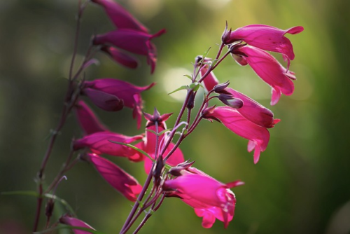 Penstemon ‘Polaris Pink’ (grote pot) - Slangekop