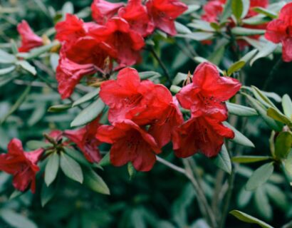 Azalea japonica ‘Thierry’