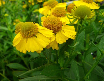 Helenium ‘Lemon Sundae’ - Zonnekruid