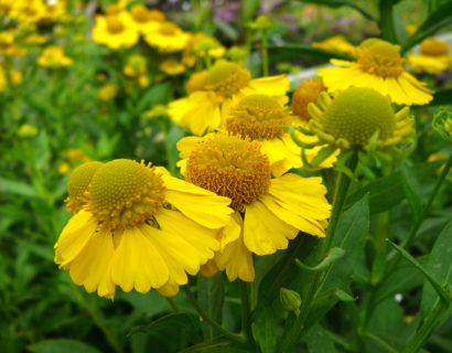 Helenium ‘Lemon Sundae’ (grote pot) - Zonnekruid