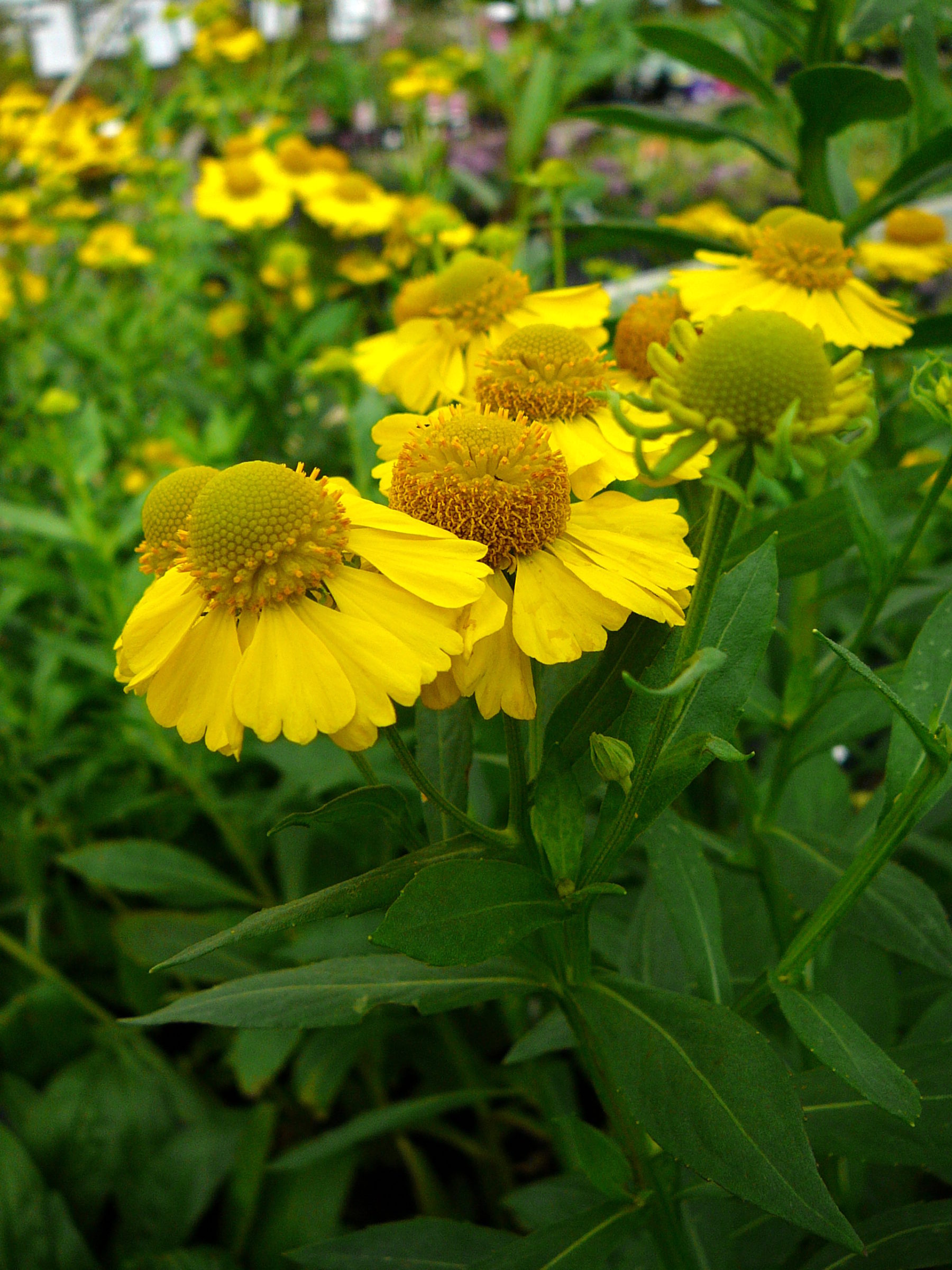 Helenium ‘Lemon Sundae’ - Zonnekruid