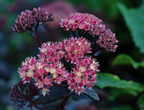 Sedum telephium ‘Karfunkelstein’ (grote pot) - Vetkruid