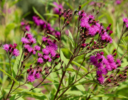 Vernonia lettermannii (grote pot) - Ijzerkruid