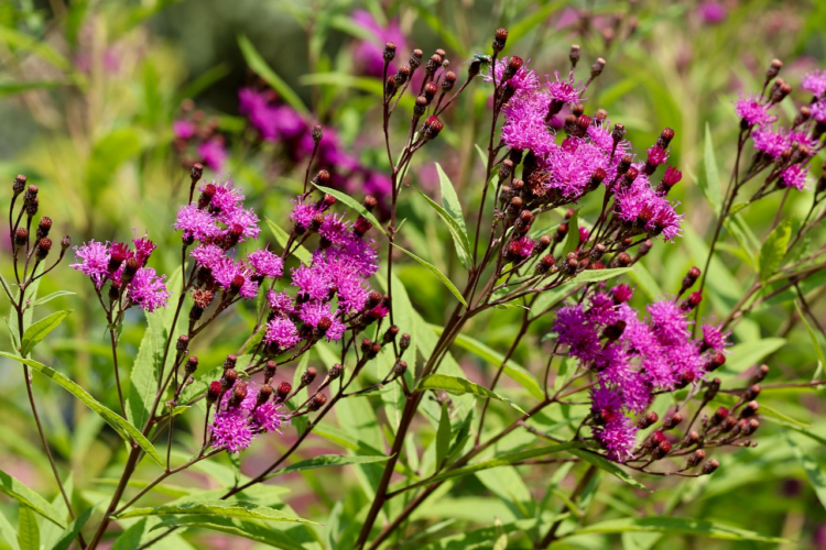 Vernonia lettermannii (grote pot) - Ijzerkruid