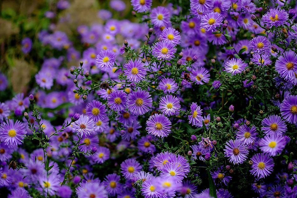 Aster cordifolium ‘Little Carlow’ (grote pot) - Herfstaster