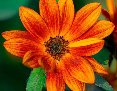 Heliopsis helianthoides var. scabra ‘Bleeding Hearts’ - Zonneogen
