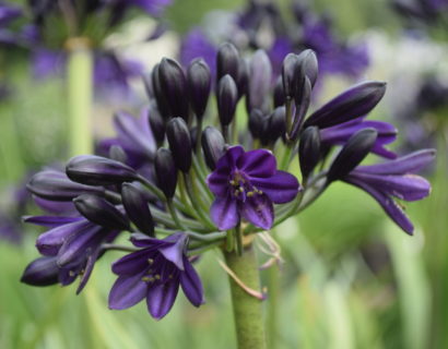 Agapanthus ‘Royal Velvet’ (grote pot)