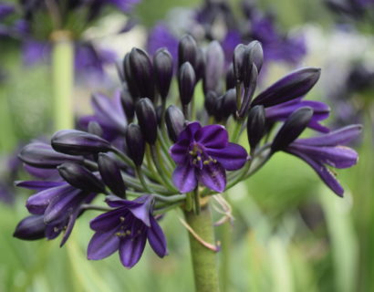Agapanthus ‘Royal Velvet’ (grote pot) - Afrikaanse lelie, tuberoos