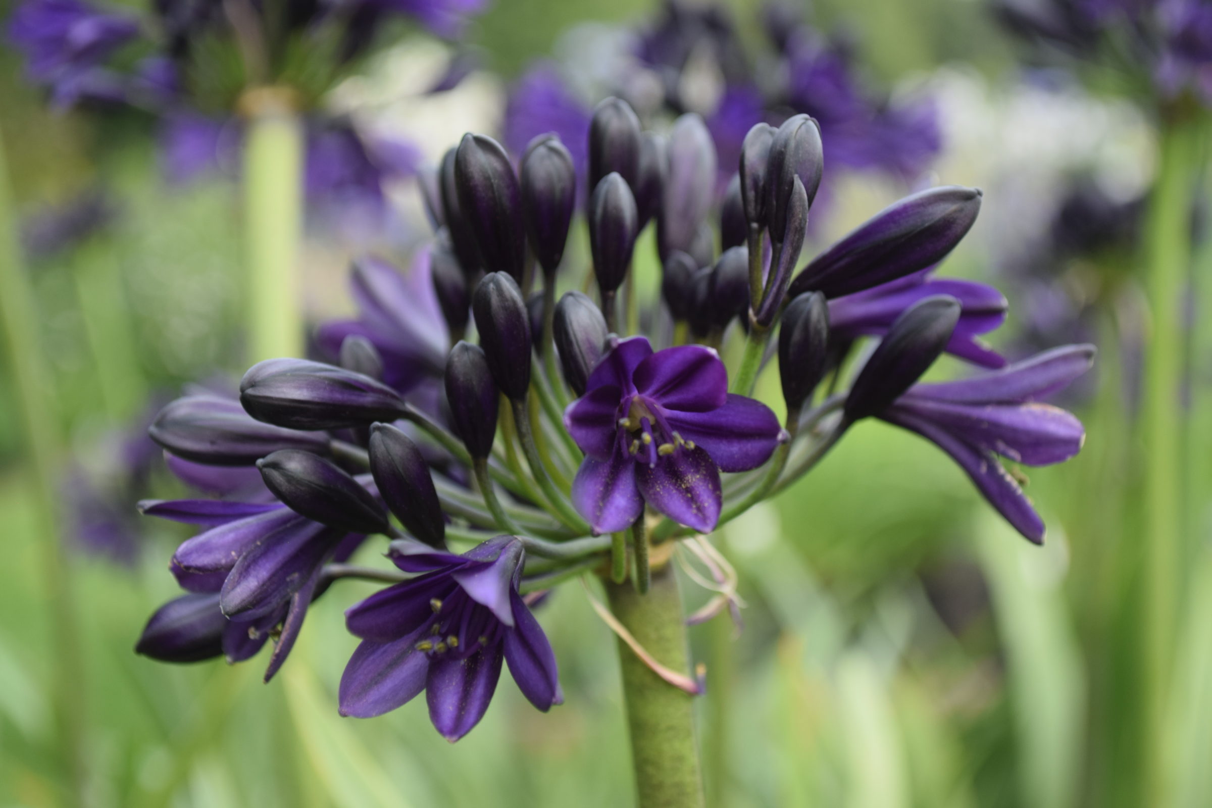 Agapanthus ‘Royal Velvet’ (grote pot) - Afrikaanse lelie, tuberoos