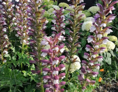 Acanthus mollis