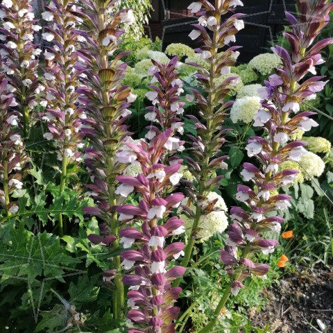 Acanthus mollis (grote pot) - Stekelige berenklauw