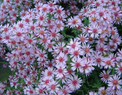 Aster cordifolium ‘Little Carlow’ (grote pot) - Herfstaster