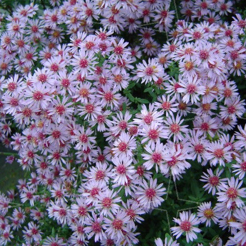 Aster cordifolium ‘Little Carlow’ (grote pot) - Herfstaster