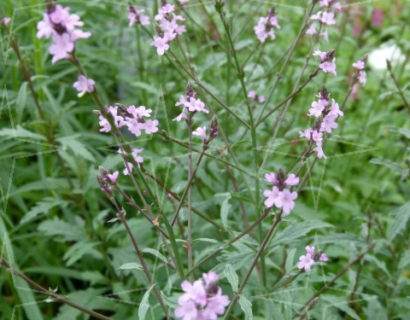 Verbena officinais ‘Bampton’ (grote pot) - IJzerhard