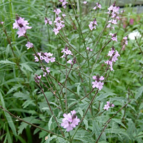 Verbena officinais ‘Bampton’ (grote pot) - IJzerhard