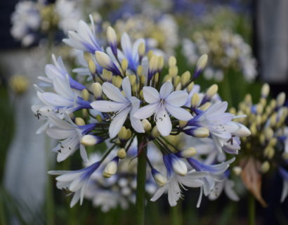 Agapanthus ‘Twister’ (grote pot) - Afrikaanse lelie, tuberoos