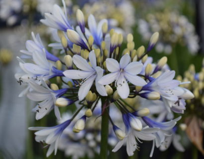 Agapanthus ‘Twister’ (grote pot) - Afrikaanse lelie, tuberoos