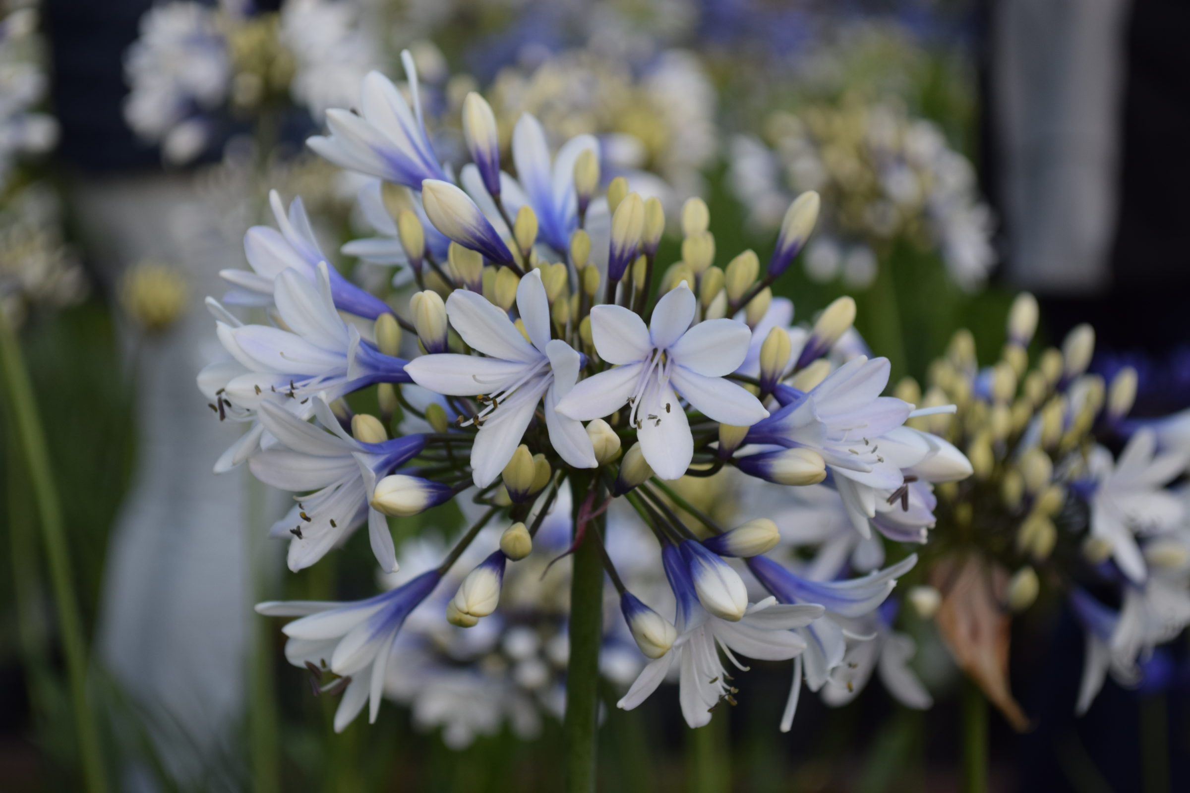 Agapanthus ‘Twister’ (grote pot) - Afrikaanse lelie, tuberoos