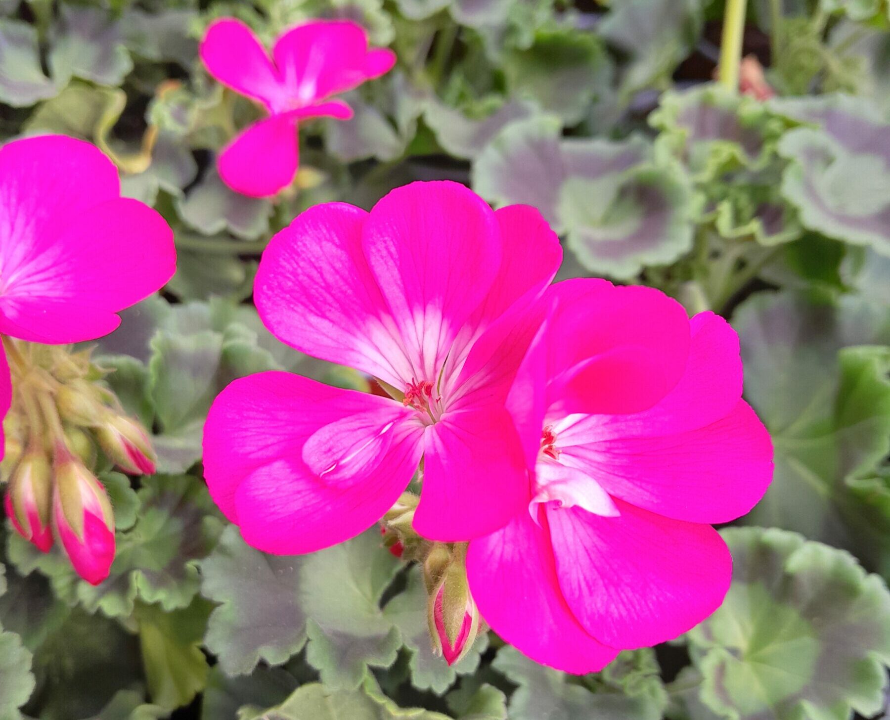 Geranium staand ‘Smart Carla’ - Staande geranium