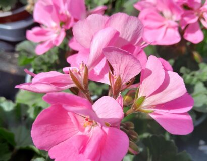 Geranium staand ‘Dolce Vita Anne’ - Staande geranium