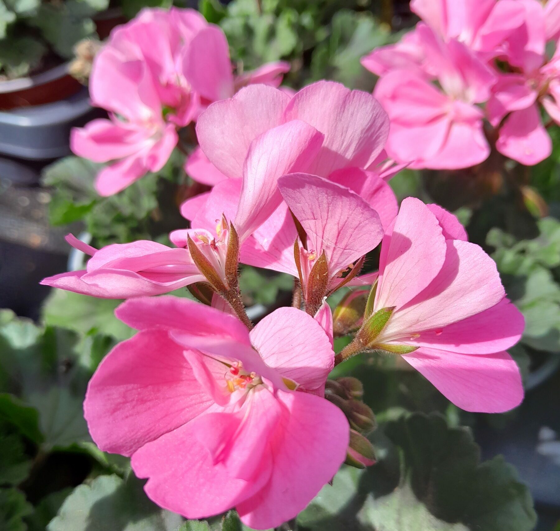 Geranium staand ‘Dolce Vita Anne’ - Staande geranium