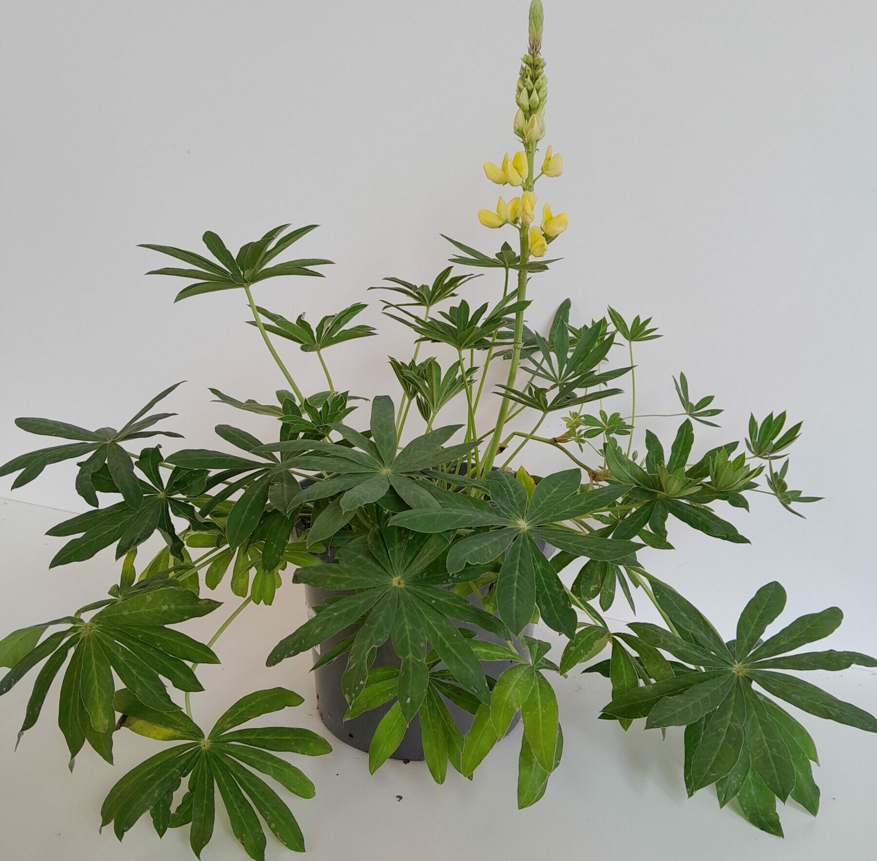 Lupinus Geel (grote pot) - Lupine
